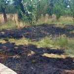 Incendii la vegetația uscată (1)