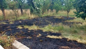 Incendii la vegetația uscată (1)