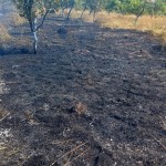 Incendiu la vegetația uscată din comuna Merișani (3)