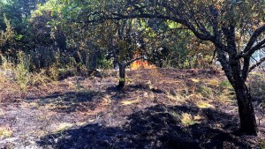 Peste 6 ha de teren distruse de flăcări (6)