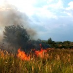 incendii de vegetație în Argeș (3)