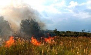 incendii de vegetație în Argeș (3)