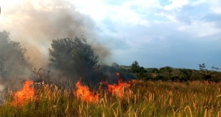 incendii de vegetație în Argeș (3)