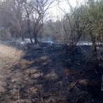 incendii de vegetație în Argeș (4)