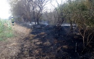 incendii de vegetație în Argeș (4)