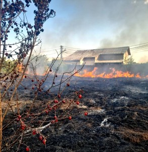 incendii vegetatie uscata jud arges (4)