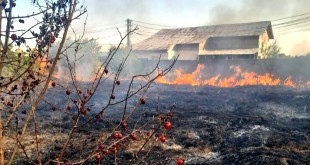 incendii vegetatie uscata jud arges (4)