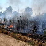 incendii vegetatie uscata jud arges (5)