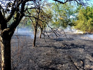 incendii vegetatie uscata jud arges (9)
