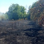 incendiu parvu-roeu arges (2)