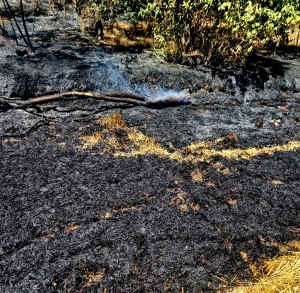 incendiu vegetatie uscata arges (2)
