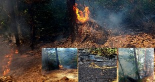 incendiu vegetatie uscata arges (3)