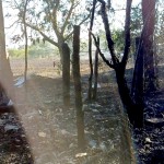 Incendiu de vegetație Popești (3)