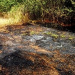 Incendiu de vegetație Popești (4)