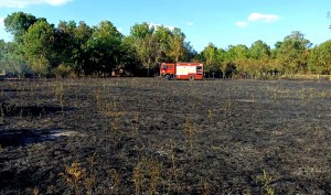 Incendiu de vegetație Popești (5)