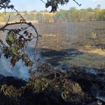 Incendiu de vegetație Popești (6)