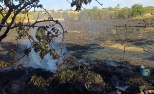 Incendiu de vegetație Popești (6)