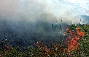 Incendiu de vegetație uscată