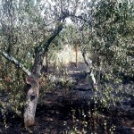 incendii de vegetație uscată arges (3)