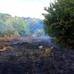 incendii vegetatie uscata arges (2)