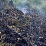 incendiu de vegetație forestieră arges (2)