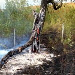 incendii vegetatie arges (1)