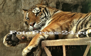 tigru la Grădina Zoologică