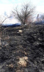incendii la vegetația uscată în Argeș (2)