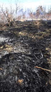 incendii la vegetația uscată în Argeș (3)