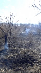 incendii la vegetația uscată în Argeș (6)