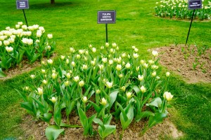 Simfonia Lalelelor 2025 aprilie (10)