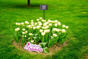 Simfonia Lalelelor 2025 aprilie (11)