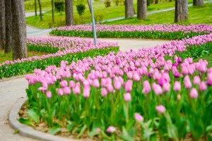 Simfonia Lalelelor 2025 aprilie (13)