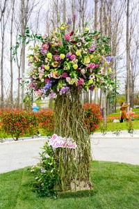 Simfonia Lalelelor 2025 aprilie (15)