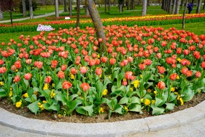 Simfonia Lalelelor 2025 aprilie (17)