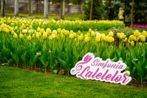 Simfonia Lalelelor 2025 aprilie (3)