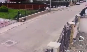 a lovit cu masina un caine (1)