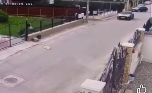 a lovit cu masina un caine (2)