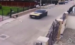 a lovit cu masina un caine (4)