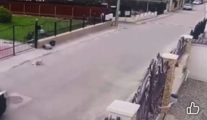 a lovit cu masina un caine (6)