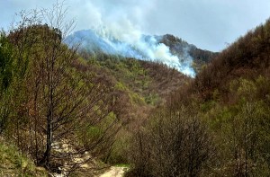 incendiu padure Cetățeni (1)