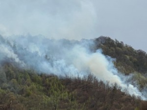 incendiu padure Cetățeni (2)