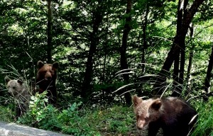 Persoană-atacată-de-urs