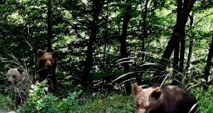 Persoană-atacată-de-urs