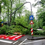 copac cazut cornul vanatorului (1)