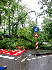 copac cazut cornul vanatorului (1)