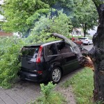 copac cazut cornul vanatorului (2)