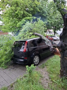 copac cazut cornul vanatorului (2)