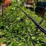 copac cazut cornul vanatorului (3)