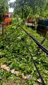 copac cazut cornul vanatorului (3)